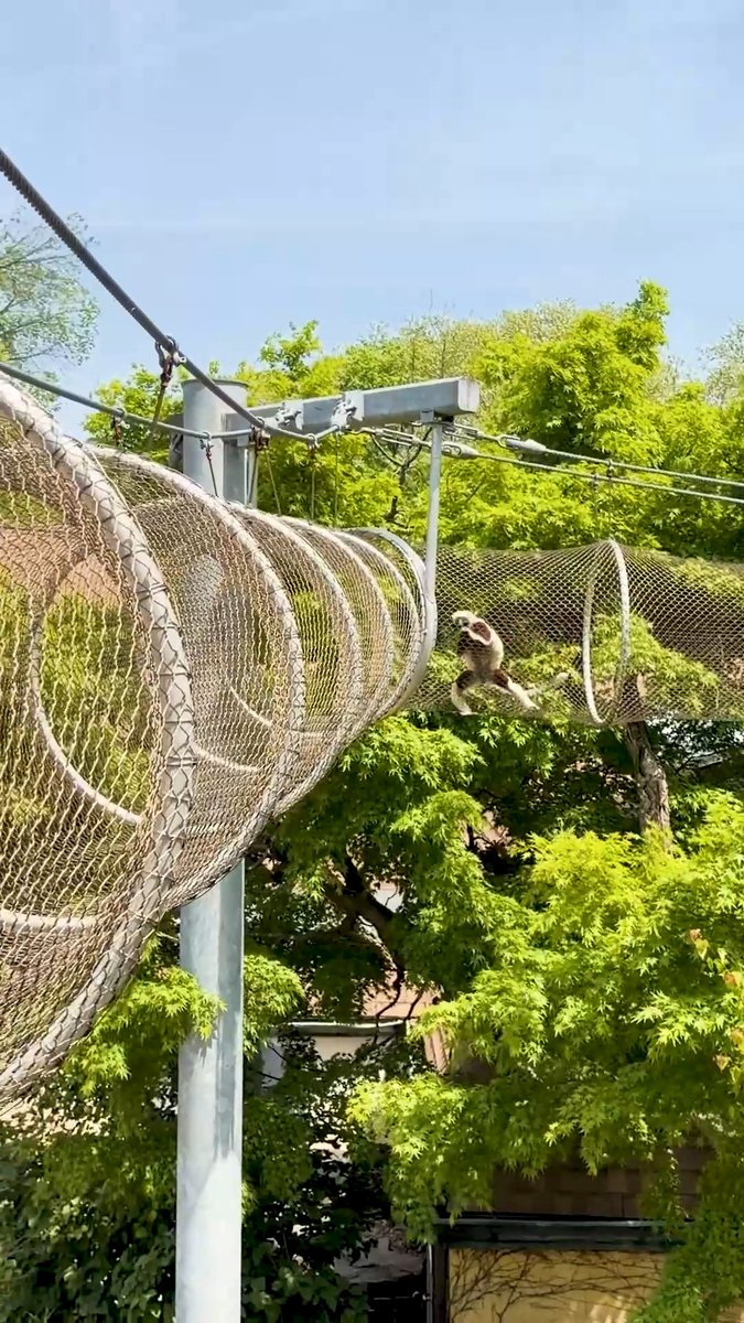 Lucian the Coquerel's sifaka on go mode through our Zoo360 trails! 🏃💨 📸 Shout out to our animal care team for capturing the moment!
