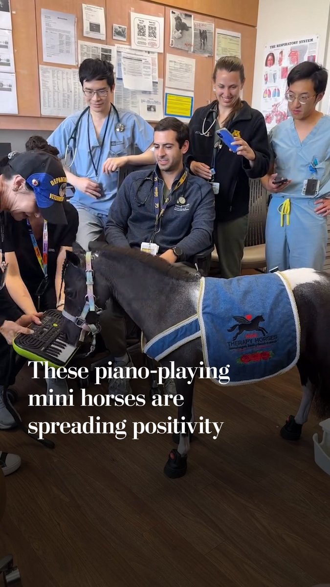 These mini horses play the keyboard, creating tunes that are as tumultuous as they are amusing. Music is one way the mares, part of a nonprofit called Mini Therapy Horses, comfort people, especially hospital patients, in Southern California.