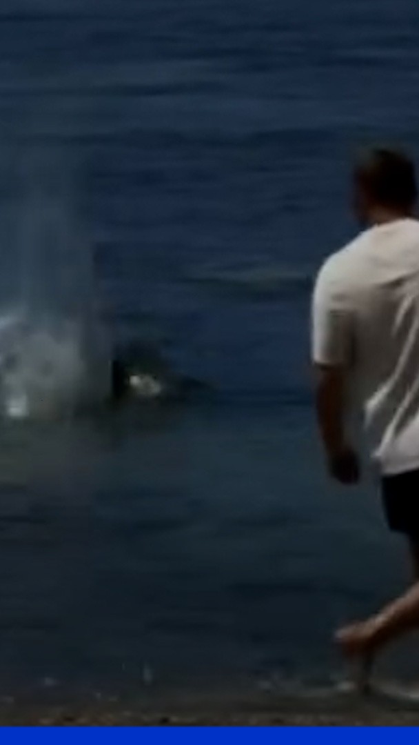 Un homme filmé en train de jeter une pierre sur une espèce de phoque menacée à Hawaï