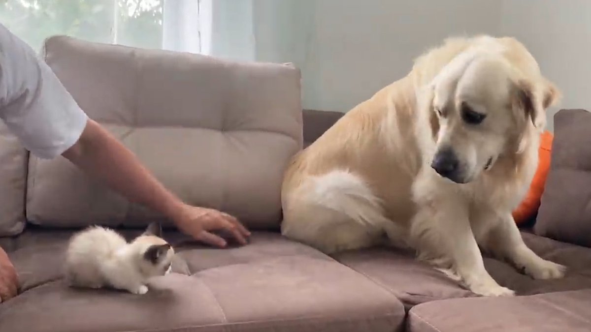 ゴールデンレトリバーのベイリーが、新しい家族の子猫サイモンを飼い主から紹介され、最初の日は恐がっていたけど、次第に打ち解けて触れ合うようになり、いつも一緒にいる遊び仲間になったという話