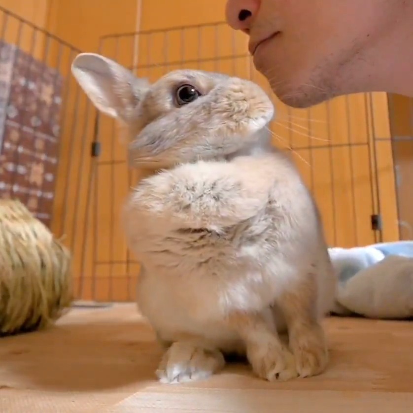 チュッ😘 「ヒゲが…（´・ω・｀）」 逃げないで耐えてくれる奇跡のうさぎw🐰💕 パパのキス攻撃に困惑しつつ、ちゃんと側にいてくれるの尊い…😭❤️