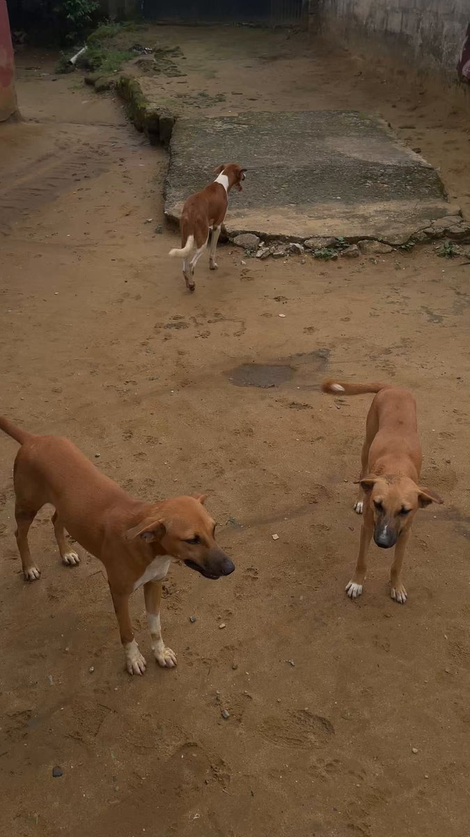 Just buried my dog and honestly, this pain is deeper than I expected. 💔 Losing a pet that has been around you every single day is not easy at all. Rest easy Tiger, you’ll truly be missed. 🕊️