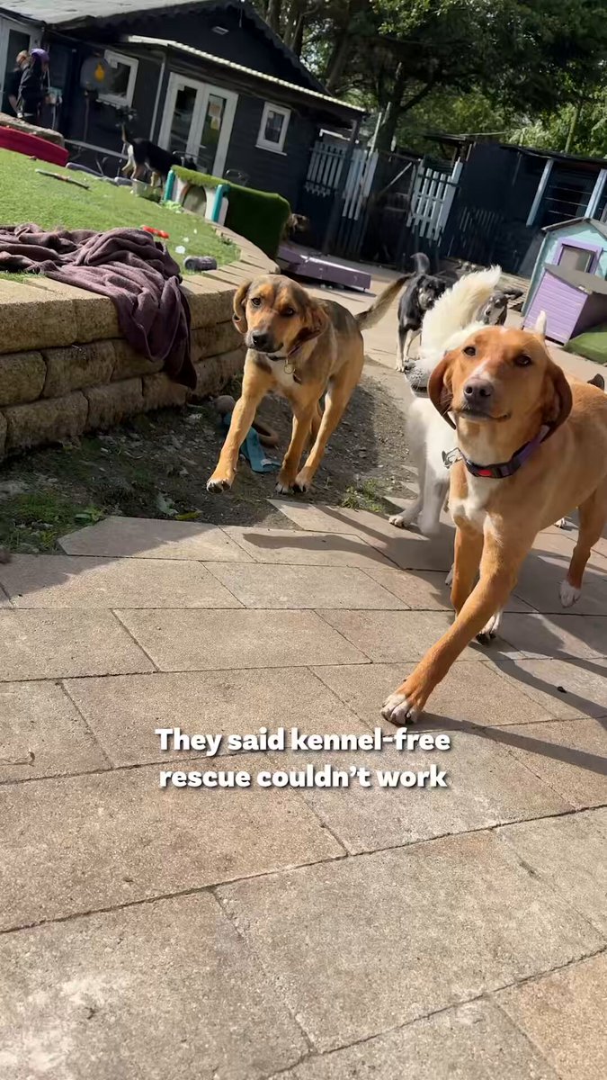 They said kennel-free rescue couldn’t work in the UK. Our rescue dogs proved that it can 🐕🐕🐕
