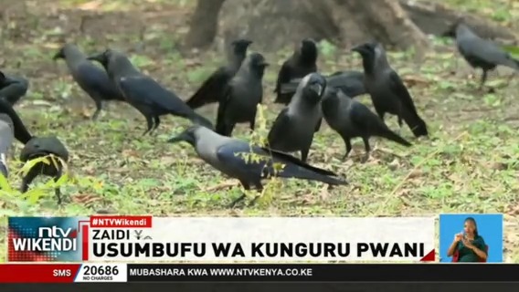 Usumbufu Wa Kunguru Pwani: Zaidi ya kunguru 100,000 wameuawa Pwani ya Kenya baada ya kupewa sumu. KWS inasema kunguru hao wamekuwa kero kwa wakazi na sekta ya utalii. #NTVWikendi Nicholas Wambua Kevin Mutai