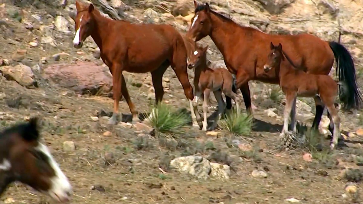 We leave you this Mother's Day Sunday with mares caring for their foals in the Black Hills of South Dakota. Videographer: Kevin Kjergaard.