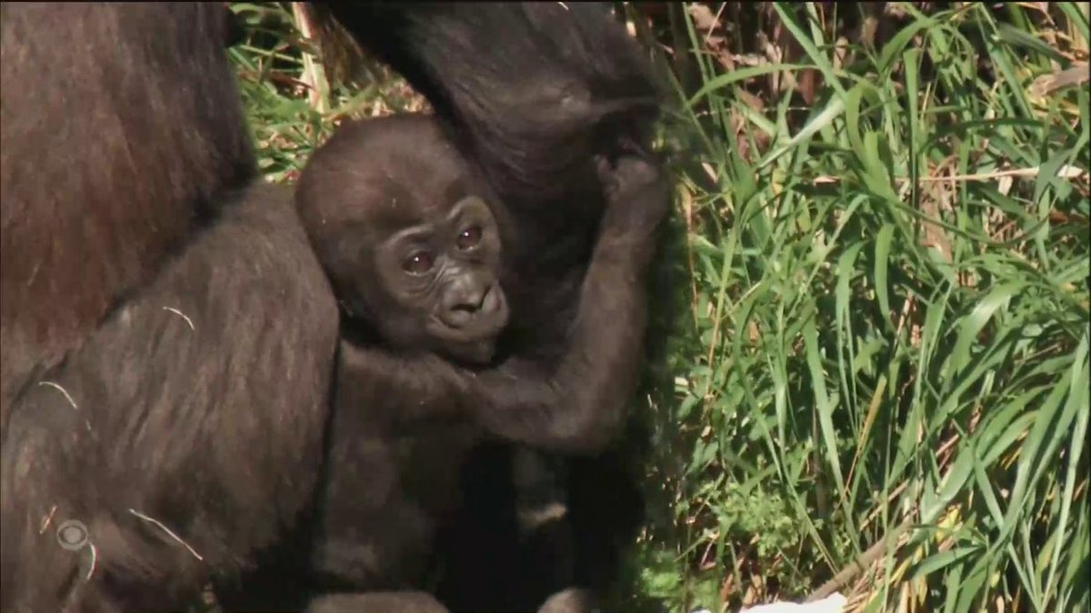 🇺🇸 | El Zoológico de LA está vibrando con un auge de nacimientos. El zoológico ahora es hogar de un bebé gorila, un bebé orangután y tres bebés chimpancés, todos nacidos en menos de cinco meses.