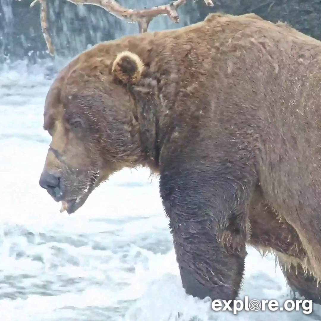 We heard that the reigning king has been sighted in the national park. Bring on the bears...
