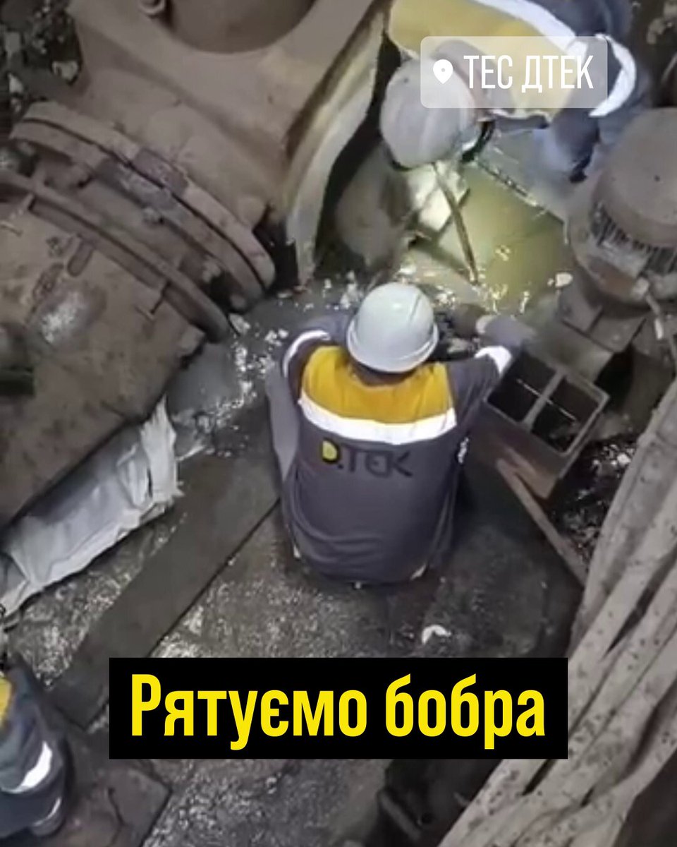 Сьогодні врятували на станції бобра… Виходить, бобрий день? 🤔