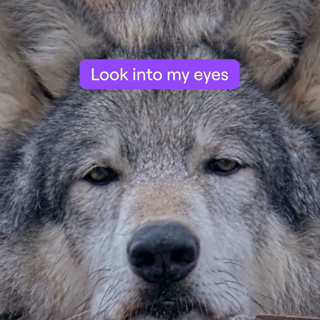 /Maya’s giving Chat an IRL tour of Alveus Sanctuary. Meet the animals and donate during the charity event!