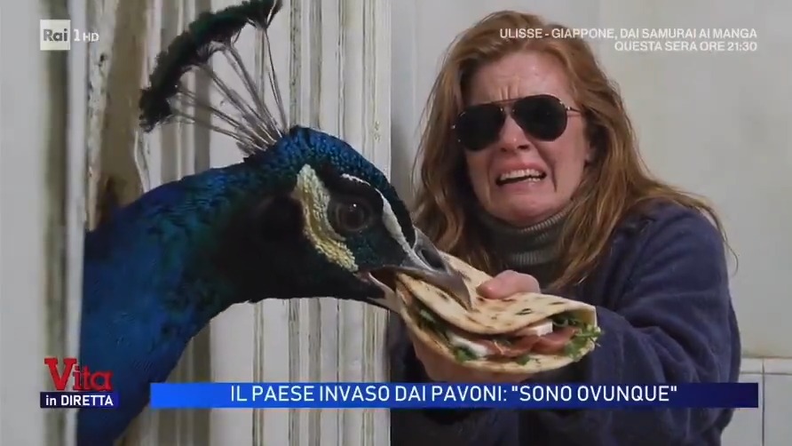 La signora dei pavoni ha gradito i miei remake 👀