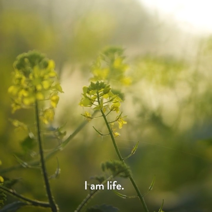 🌱I am life. 🌱I have been around for longer than you can imagine. 🌱I am home to millions. 🌱I cover much of the earth. Your life relies on mine. I am worth protecting. I am plants. 🌱🌱 #PlantHealth