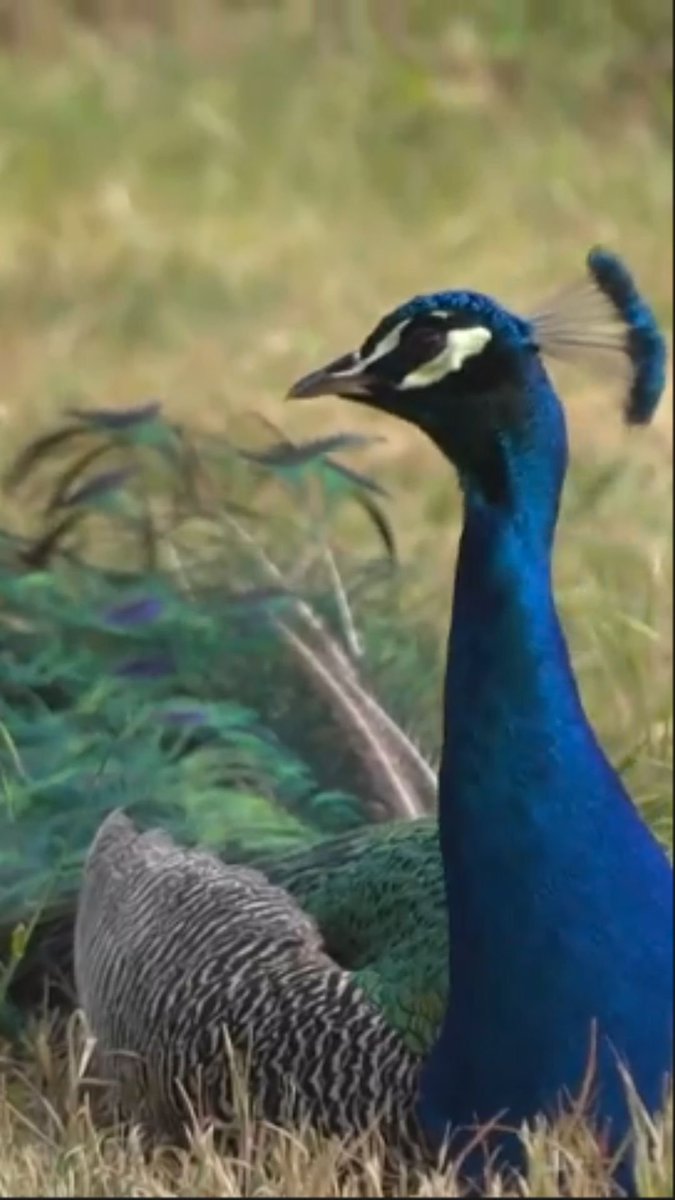The birds have reportedly been there for years, a colony living in an abandoned aeronautical complex. They multiplied rapidly during the COVID-19 pandemic and now residents describe scenes that sound like they are from the Hitchcock film “The Birds.”