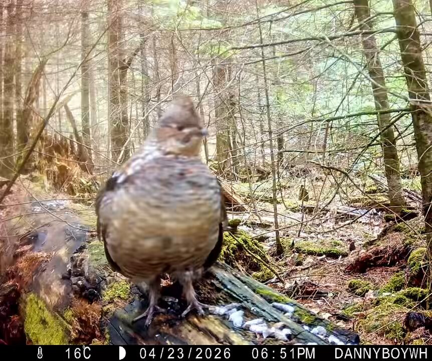 Ruffed grouse