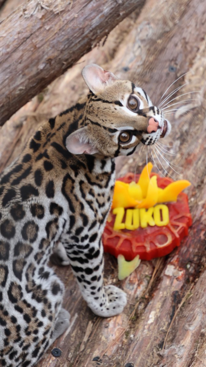 Big birthday news: Zuko is officially out in Big Cat Country! 🎉🐾 This one-year-old ocelot is now making appearances in his public habitat, so keep an eye out! Sightings may be irregular while Zuko gets used to his new space.