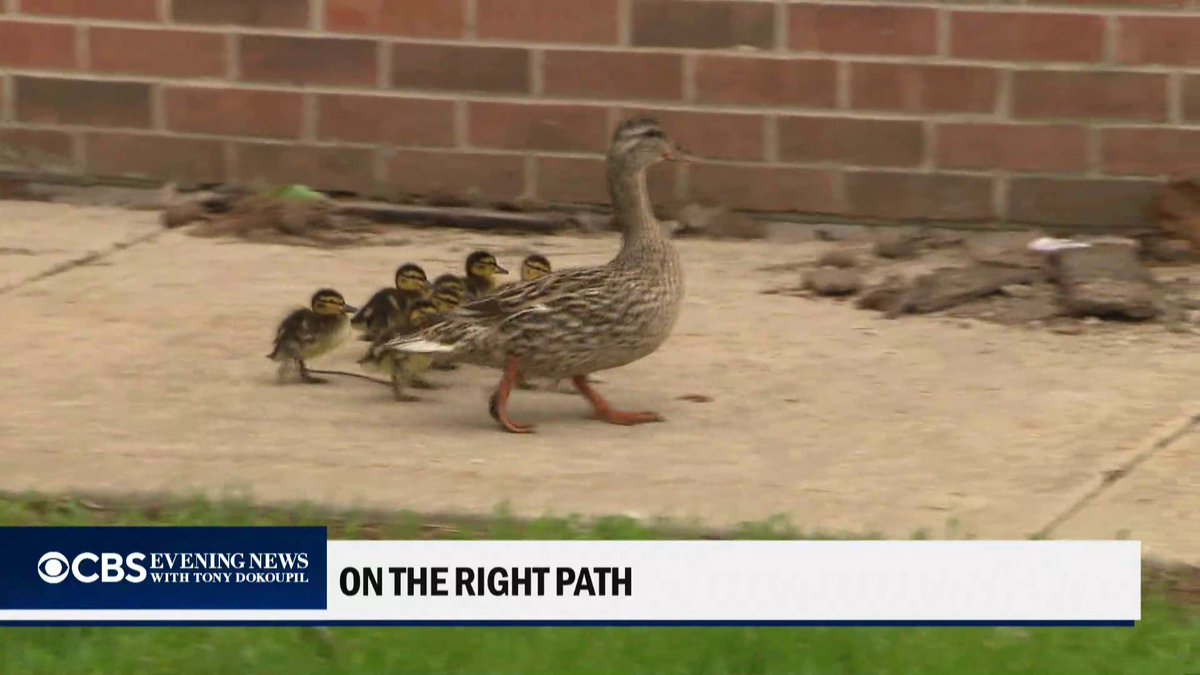 Outside of Chicago, at Western Avenue Elementary, the head custodian has been looking out for little ducklings for 29 years.