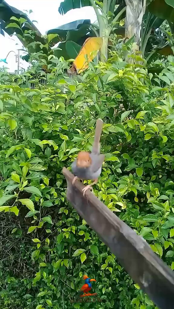 dahulu kala ketika burung prenjak bunyi deket rumah, bisa jd pertanda akan hadirnya tamu membawa kebaikan.