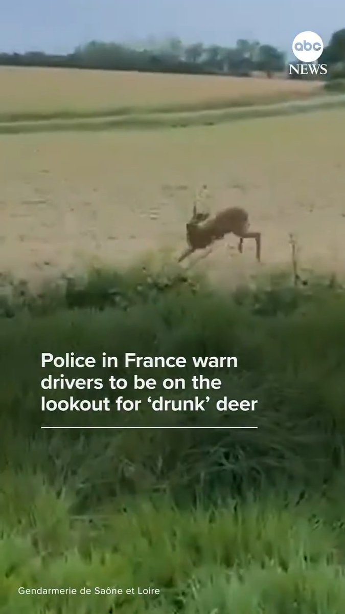 Police in France are warning drivers in rural areas to be on the lookout for "drunk" deer exhibiting erratic behavior caused by the consumption of fermented fruits — or as police called it, a “forest aperitif.”