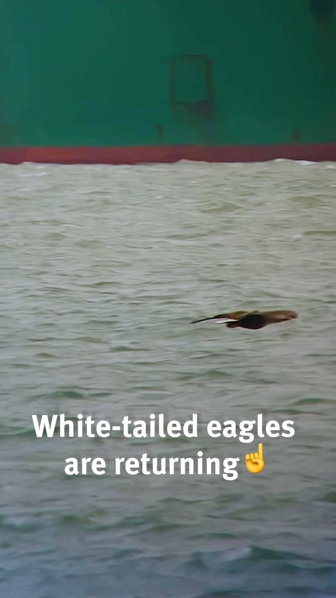 Britain's largest bird of prey is returning.🦅 We've approved a new licence to release white-tailed eagles in Exmoor National Park. This builds on the existing Isle of Wight programme led by @forestryengland and Roy Dennis Foundation.