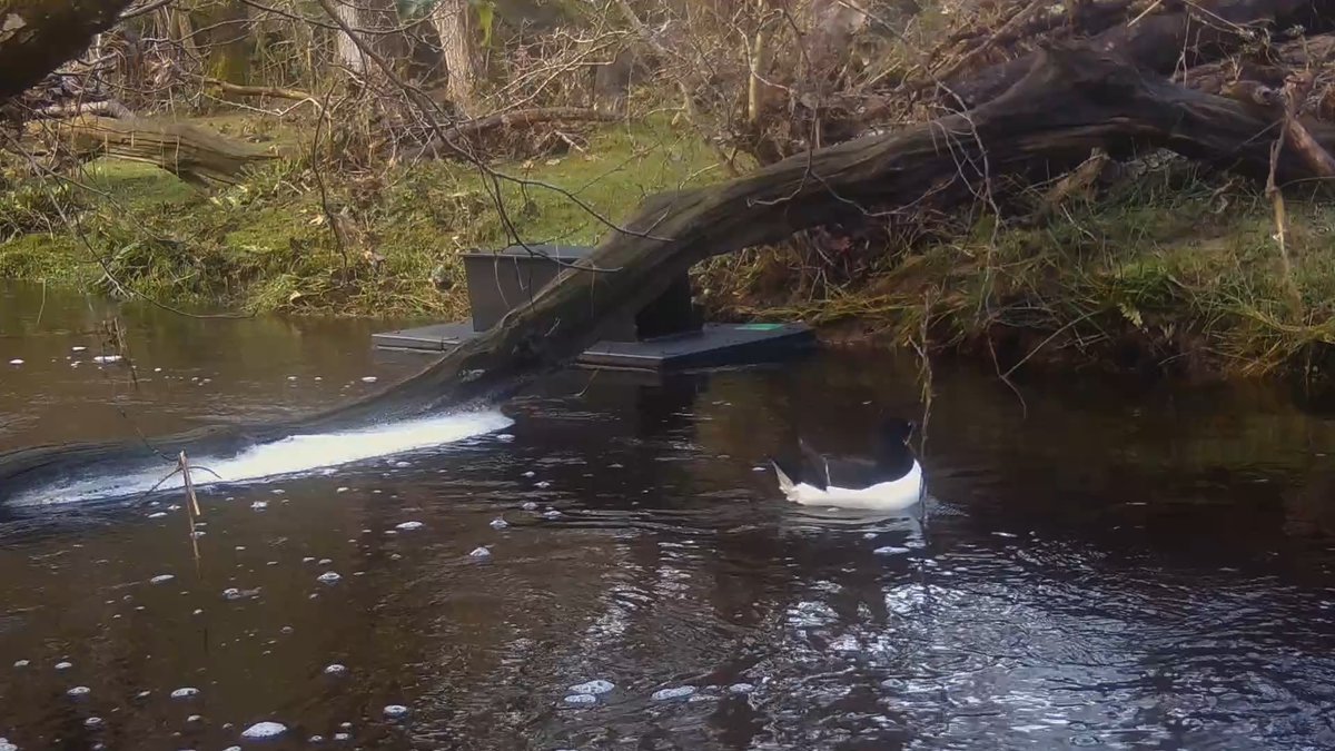 We had a surprise visit to a #NewForest stream recently. This #Razorbill was recorded on a trail camera probably resting after some weather pushed it off course. The Razorbill is a coastal seabird and would usually be found in marine or intertidal water. #WildlifeWednesday