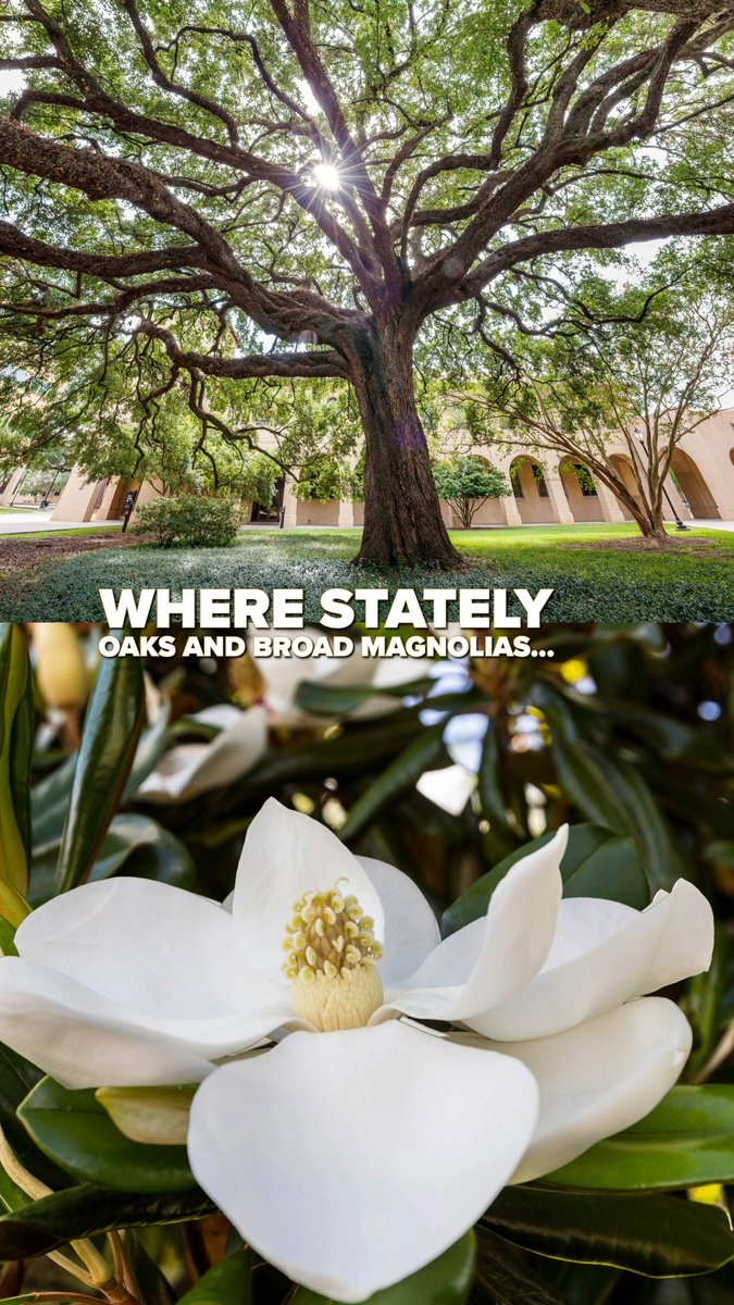 A reminder of why we chose LSU to begin with. 💜💛 #LSU #Classof2026
