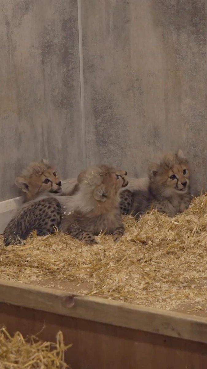 Our FOUR adorable CHEETAH CUBS have passed their second health check with flying colours and are one step closer to exploring Cheetah Territory ✨ One cub definitely had some strong opinions about the check-up… 🌶️👀