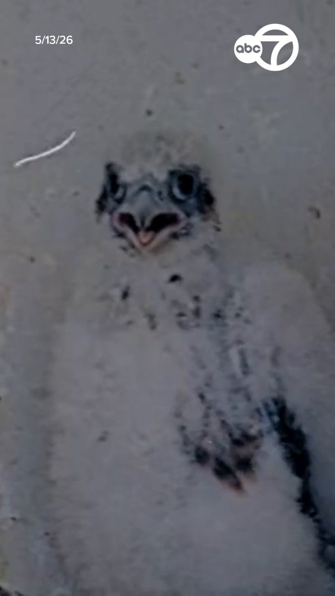A pair of Peregrine Falcons dive-bombed researchers at San Jose City Hall as they worked to tag their chicks as part of a decades-long monitoring program. They say the peregrines are experiencing a population collapse due to the Avian Flu, which they get from their prey. In 2020, researchers reported 47 peregrine nests in the Bay Area; now, only 11 remain, with healthy adult falcons breeding.