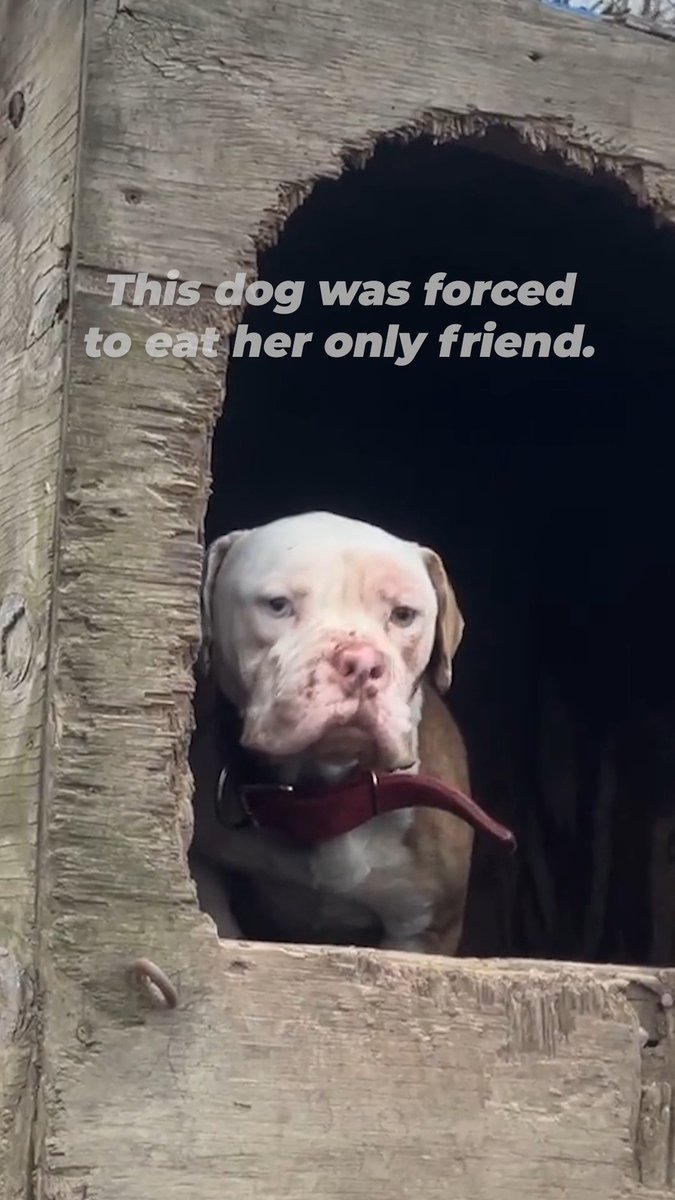Even our most seasoned fieldworkers were shocked to find them like this 💔 Daisy was forced to eat her only friend, King, after he died of starvation, because she was starving too. This is exactly why dogs should never be forced to live outside &amp; neglected. Let dogs live inside!