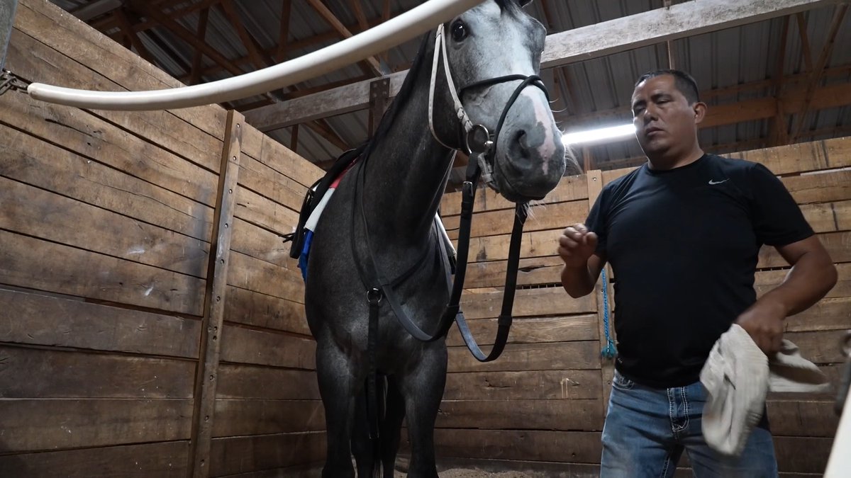 His dramatic scratch right before the start of this year's Kentucky Derby left many wondering - Is GREAT WHITE okay? He is! We followed along as trainer John Ennis got up to breeze his large charge in preparation for the second jewel in racing's triple crown, the Preakness Stakes.