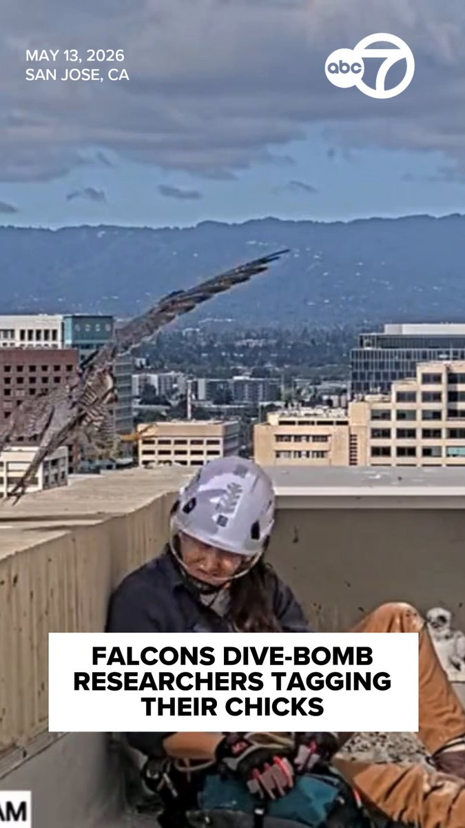 A pair of Peregrine Falcons dive-bombed researchers at San Jose City Hall as they worked to tag their chicks as part of a decades-long monitoring program. They say the peregrines are experiencing a population collapse due to the Avian Flu, which they get from their prey. In 2020, researchers reported 47 peregrine nests in the Bay Area; now, only 11 remain, with healthy adult falcons breeding.