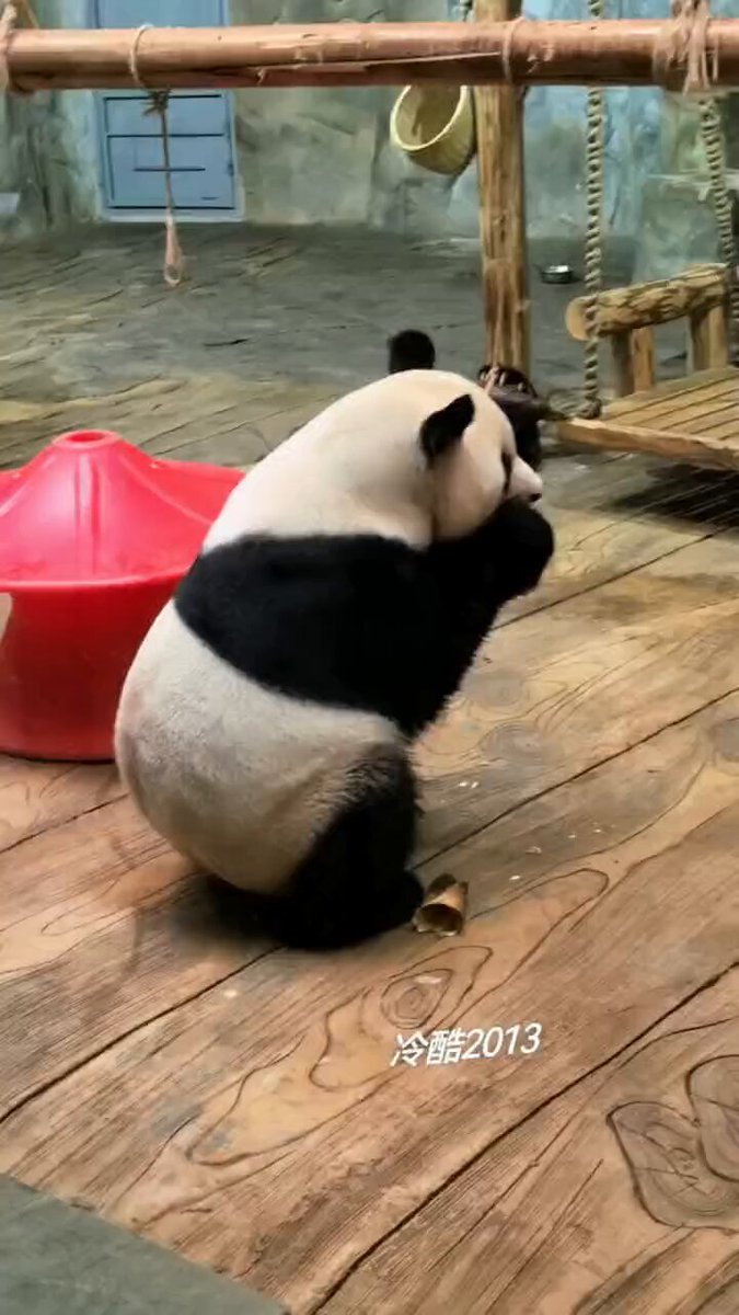 ぱっと見、子パンダだと思ったら…まさかの秋浜おじさんでした😂🐼ちょこんとしゃがんでタケノコを食べる姿、あまりにも人間っぽすぎる…！その座り方、可愛すぎるよ浜叔🥹🎋#浜家 #浜ファミリー #秋浜 #パンダ #大熊猫 by 小紅書・江南煙雨