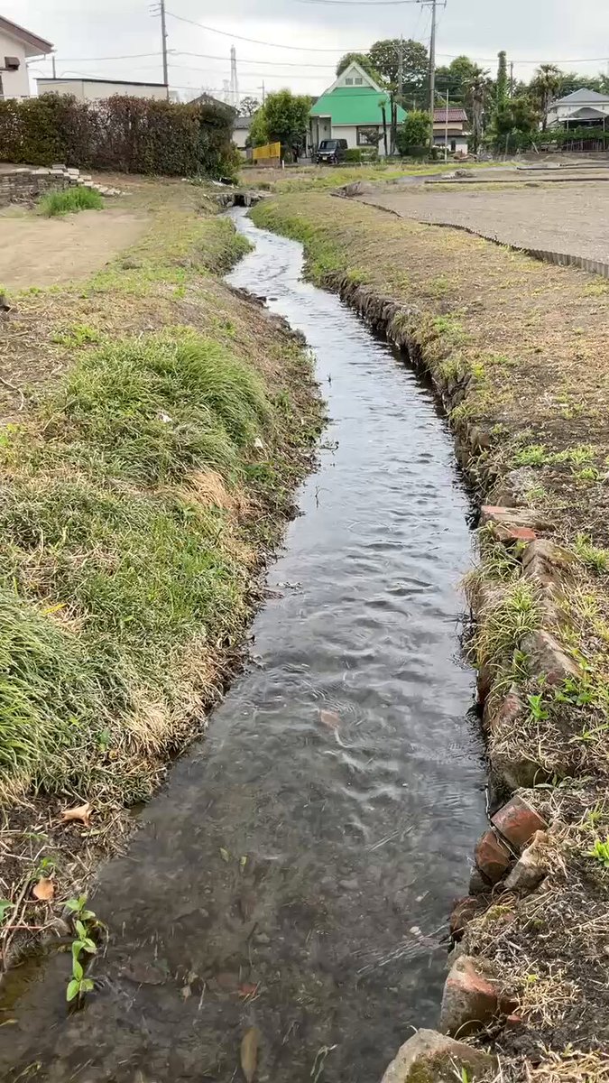 四谷用水(西府用水)、7日より今年の通水が始まった。ぼちぼち水田への水入れも(東京の田植えはおそく、5月末から6月)。9月までの4か月間、多摩川の水が流れる。 府中用水は明日15日から通水開始とのこと (東京都府中市) #日々の水路