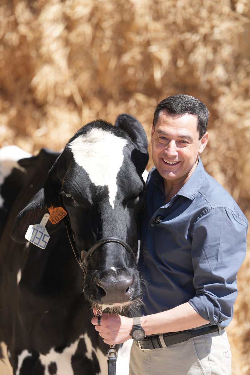 ¡Os presento a Blanca! Es la nieta de la famosa vaca Fadie, nuestro talismán en las campañas anteriores. Ya nos hemos cogido cariño y tengo la impresión de que también nos va a dar suerte. Un momento icónico de la campaña. 😊 #ConLaFuerzaDeAndalucía