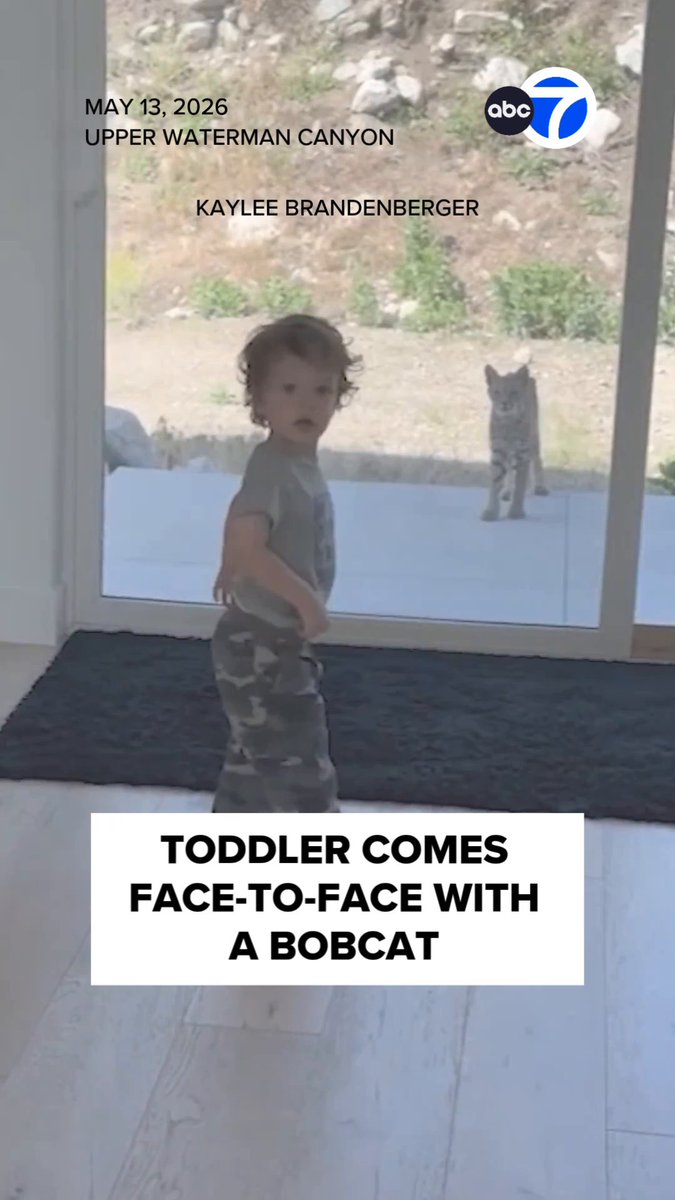 Through a screen door, what looks to be a harmless kitty is actually a bobcat, hoping to make a new friend with a toddler in San Bernardino. Read more: