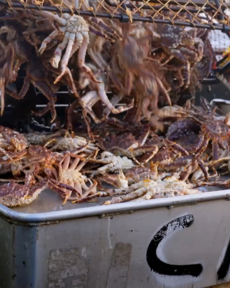 Jake and the Cornelia Marie crew have landed on a “casinos buffet” amount of crab on this haul. Let the games begin. Watch an all-new episode of #DeadliestCatch, Friday 8P on Discovery.