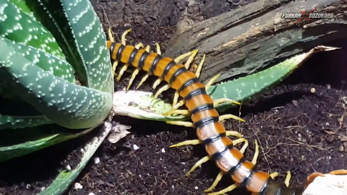 This centipede will get more likes than you