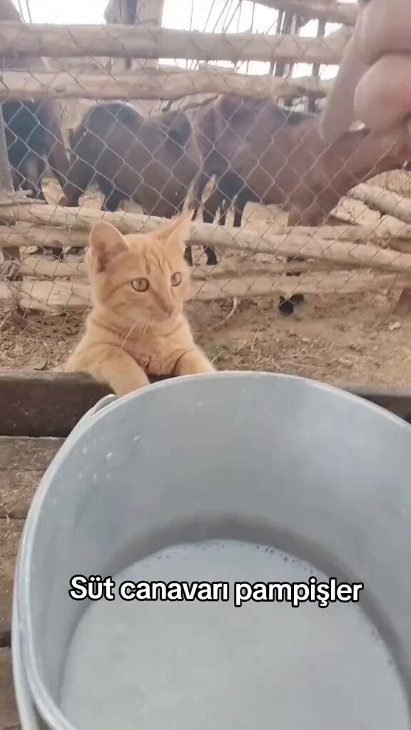 Delircem şunlara bak