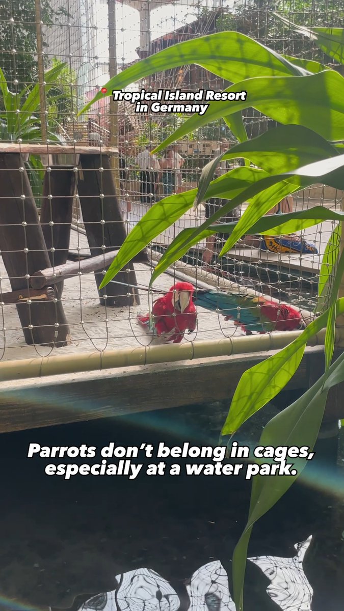 This parrot is desperately trying to escape 💔 Don’t go to water parks or attractions that keep birds caged for entertainment.
