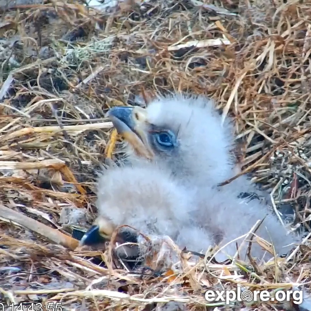 Now they are teenagers 💚 Here’s a look back at the Fraser Point eaglets before they begin to fledge. Tune in to the nest cam while they’re still "home."