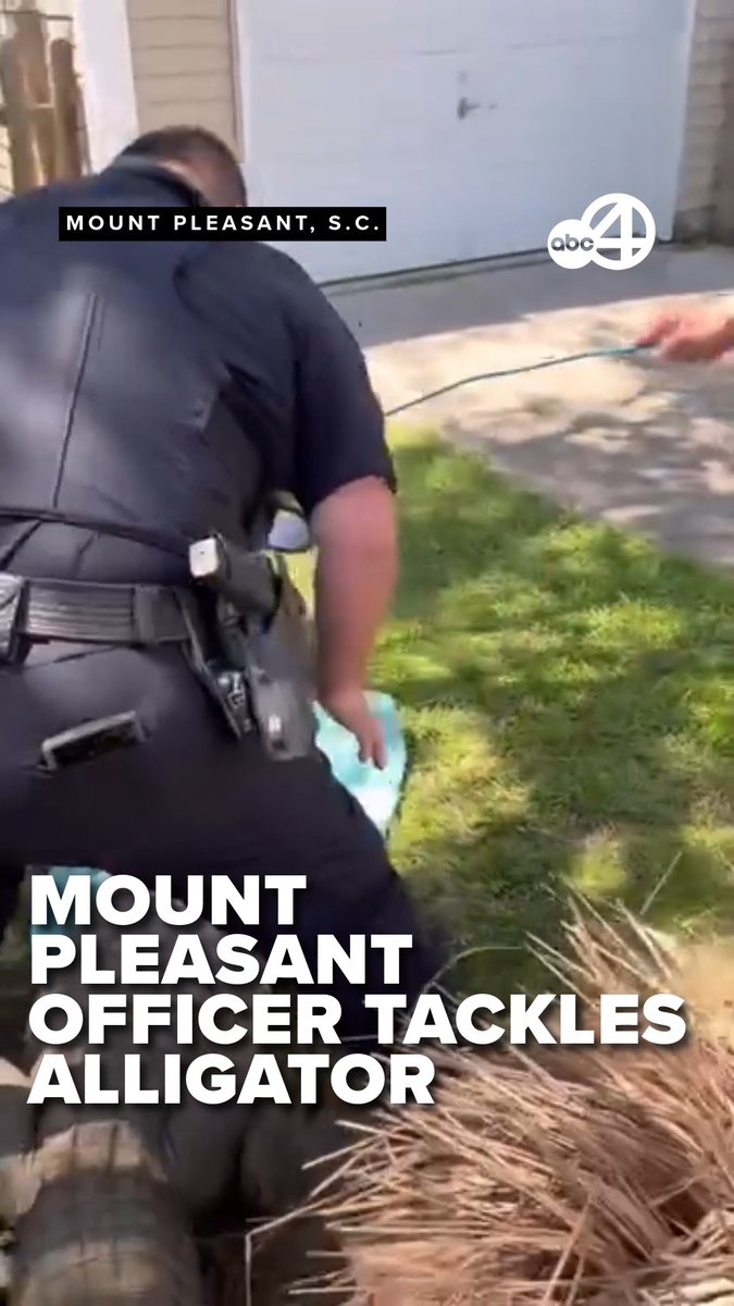 This alligator certainly wasn't messing around! 🐊 🥊 Watch as a Mount Pleasant officer attempts to remove an alligator from outside a home.