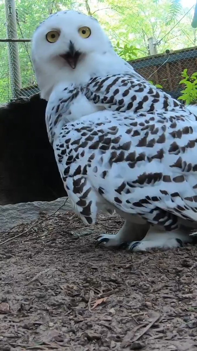 hoot hoot hooray