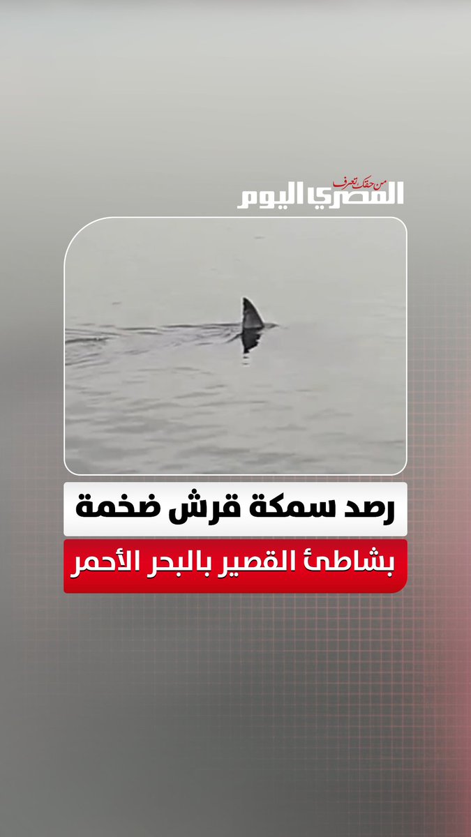 رصد سمكة قرش ضخمة بشاطئ القصير.. وإخطار أجهزة المحميات بالبحر الأحمر متابعة: محمد السيد سليمان