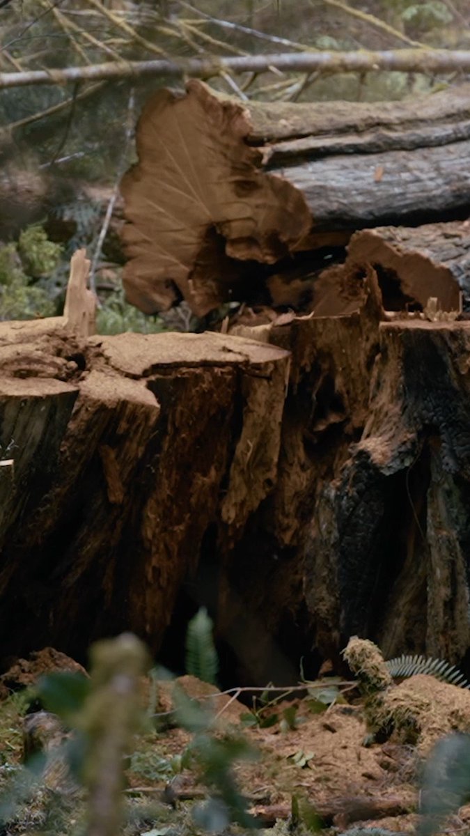 Hard work, heavy timber, high stakes 🪵 A new season of #TheLastWoodsmen premieres Tonight at 9P.