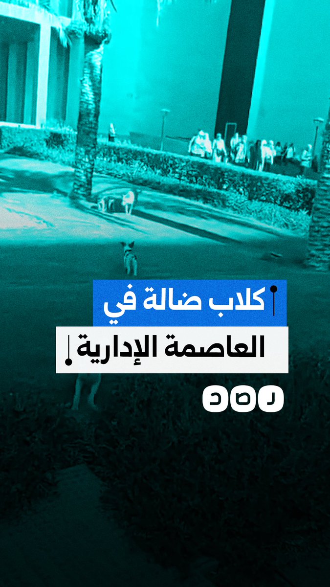 مواطن يوثق وجود كلاب ضالة بالقرب من إحدى الوزارات بالعاصمة الإدارية