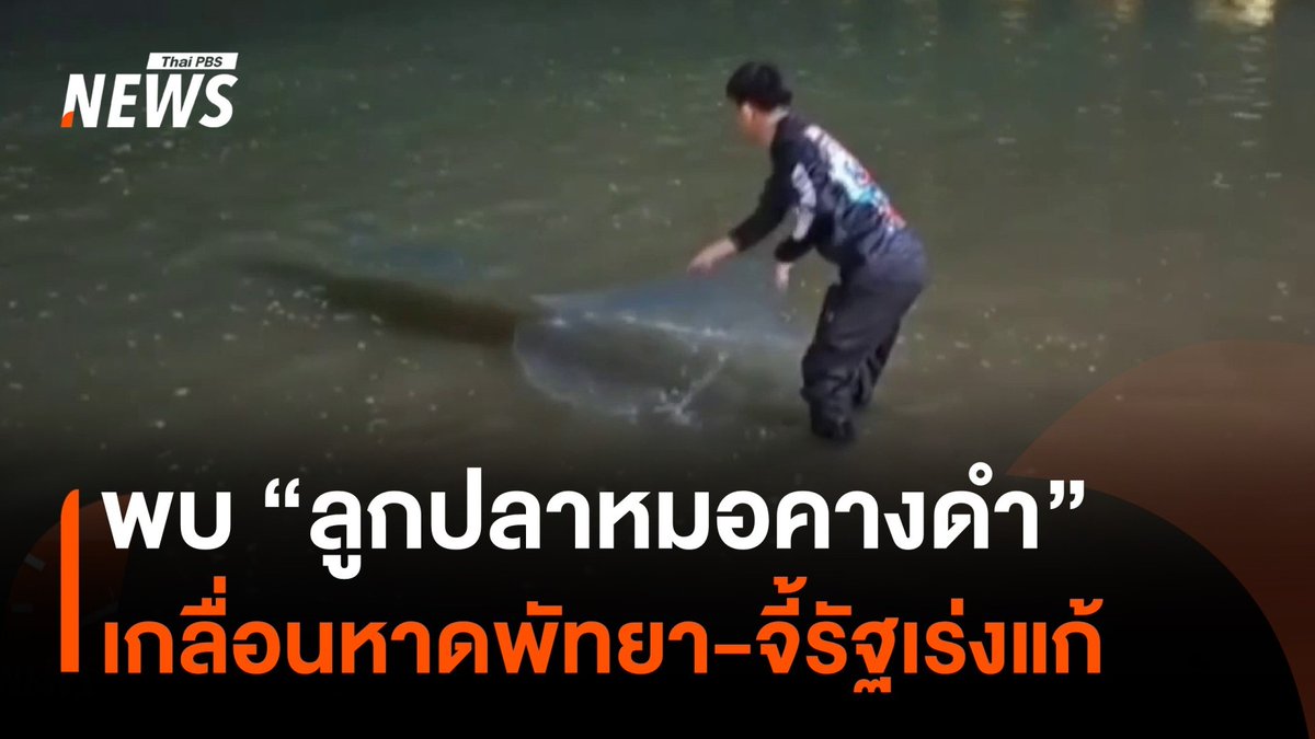 พบ "ลูกปลาหมอคางดำ" เกลื่อนหาดพัทยา แม้จำนวนลดจาก 2 วันก่อน คนในพื้นที่หวั่นปล่อยไว้จะกระทบทรัพยากรท้องถิ่นในอนาคต ด้าน "อ.ธรณ์" แนะรัฐเลิกทุ่มงบจับ หันใช้งานวิจัยเป็นข้อมูลช่วยบ่งชี้การกำจัด #ปลาหมอคางดำ #พัทยา #ชายหาด #ลูกปลา #ทะเล #ข่าวที่คุณวางใจ #ThaiPBSnews