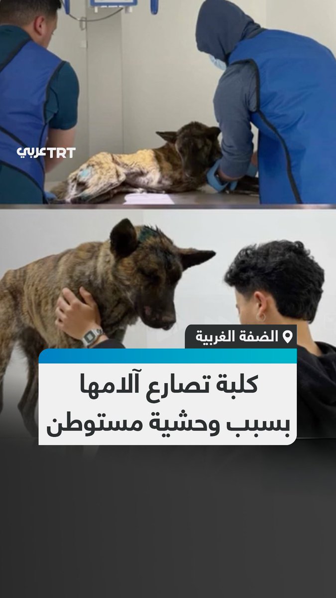 مصابة بجروح خطيرة والدم يسيل من رأسها.. مشاهد متداولة تُظهر الحالة الصعبة التي وصلت إليها كلبة الحراسة "لوسي" بعد تعرّضها لاعتداء وحشي من مستوطن داخل أرض عائلة فلسطينية في بلدة عطارة شمال رام الله بالضفة الغربية المحتلة #تفاعل ليصل إليك كل جديد