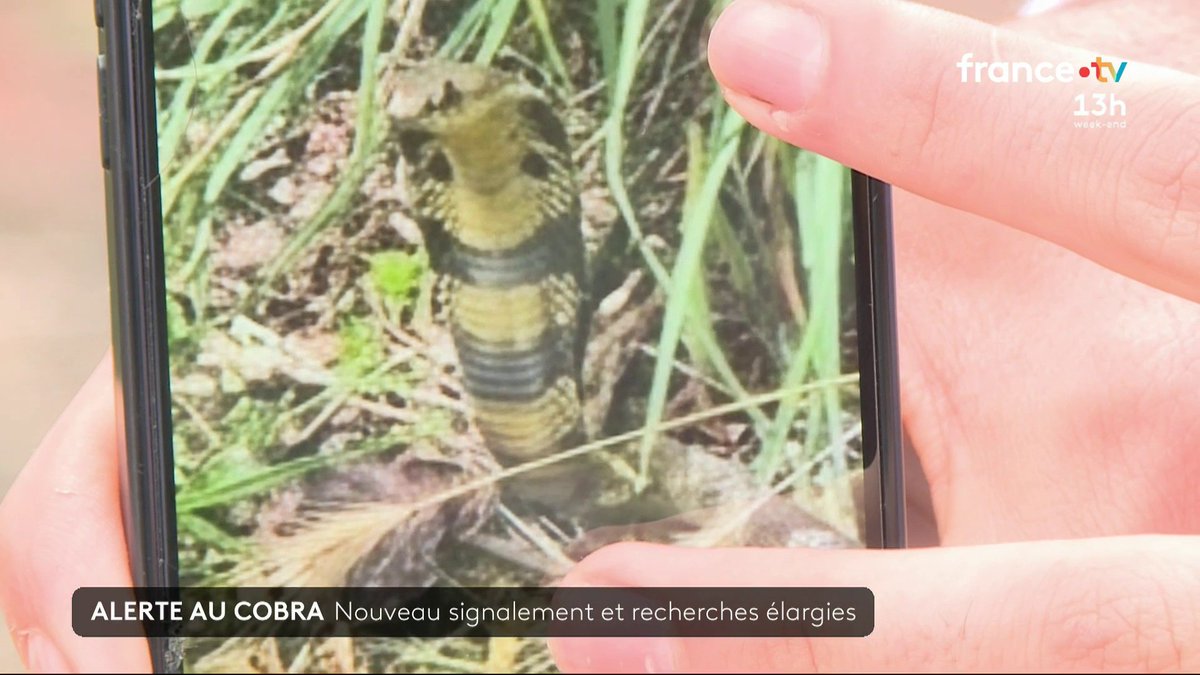 La traque du cobra se poursuit près de Toulouse. Malgré un troisième signalement jeudi soir et l’utilisation de drones, le reptile reste introuvable. #JT13H