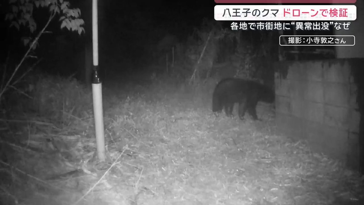 【東京にクマ出没】川などが移動の動線に？ ｜ ▼高速道路や駅などもある市街地に… 4月に東京・八王子にツキノワグマが出没していたことが判明 クマが出没した近くには竹やぶや霊園が点在 南多摩霊園 長谷川智也さん 「食べ物を置いていかないようにご案内するのと、見つけた際には、撤去するということを励行していくぐらいしかないのかなと」 ▼地形がクマ出没に関係？ 東京農工大学大学院 小池伸介教授 「奥多摩の方からずっと緑が続いてきた一番端っこのところが、今回のところっていう位置付け。クマっていうのは割と山の中でも、尾根筋だったりとか、沢筋だったりとを通る傾向がある」 クマが出没した現場のやぶの奥には山が広がる →尾根や谷をたどると今回の現場に突き当たる いまも潜んでいるのかドローンでクマを捜索 →約6時間探すが見つからず 今年の都内でのクマ出没情報は25件 →八王子方面から都心方面に向かう川などの動線がポイントに 東京農工大学大学院 小池伸介教授 「多摩川の河川敷っていうのを見ると、例えばイノシシとかシカというのは、福生とか立川なんかでも場合によっては定着したり、頻繁に目撃される場合もありますので、そういった場所というのは、可能性としてはクマが移動してくる。突発的に現れてもおかしくないと考えても不自然でないですね」 サタデーステーション
