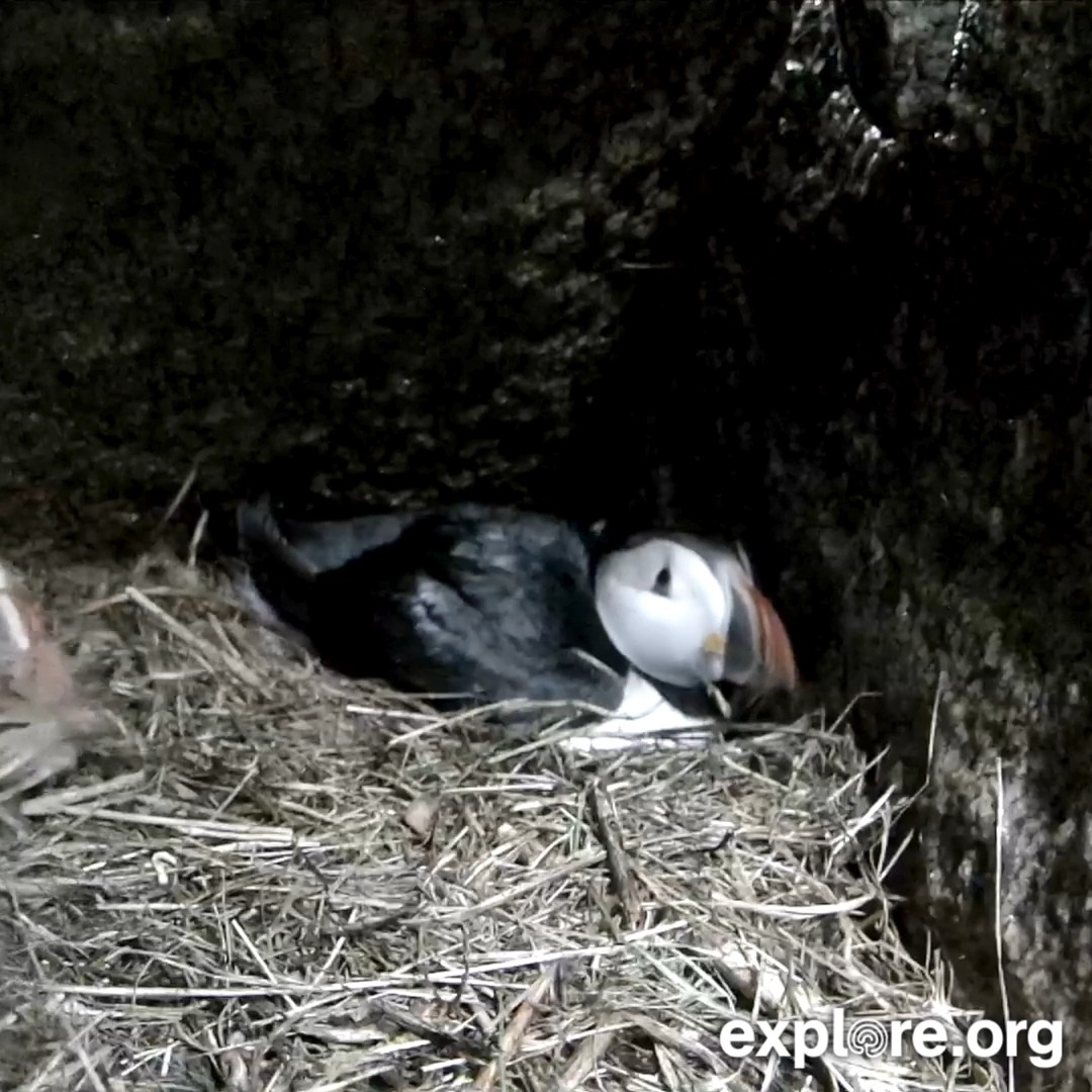 The puffins are back, and Millie and Willie already have an egg in their burrow! 🐧🥚 Puffin season has officially begun on Seal Island, and we can’t wait to meet this year’s puffling.