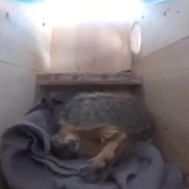 Squirrel gets startled by thunder and holds his little heart 🥺