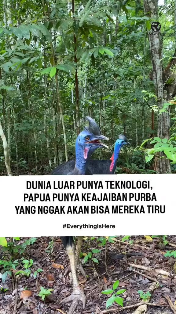 HUTAN PAPUA HARUS DILINDUNGI DARI PARA BABI Berhenti merasa paling modern sebelum kamu melihat sendiri bagaimana alam Papua menjaga "fosil hidup"-nya dengan penuh kehormatan. ♥️ Kasuari bukan sekadar burung biasa di tanah Biak. Ia adalah penguasa hutan, simbol kekuatan, dan bukti bahwa Indonesia Timur adalah rumah bagi keajaiban yang dunia pun iri melihatnya. Kalau kamu masih menganggap Indonesia cuma soal kota besar, berarti kamu memang kurang jauh melangkah ke timur. Sebuah fragmen kemegahan purba dari tanah Numfor. Tak perlu mencari lebih jauh, karena di sini... -EverythingIsHere- 📍 Pulau Biak, Kabupaten Biak Numfor, Papua